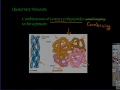Protein Structure and Function.mp4